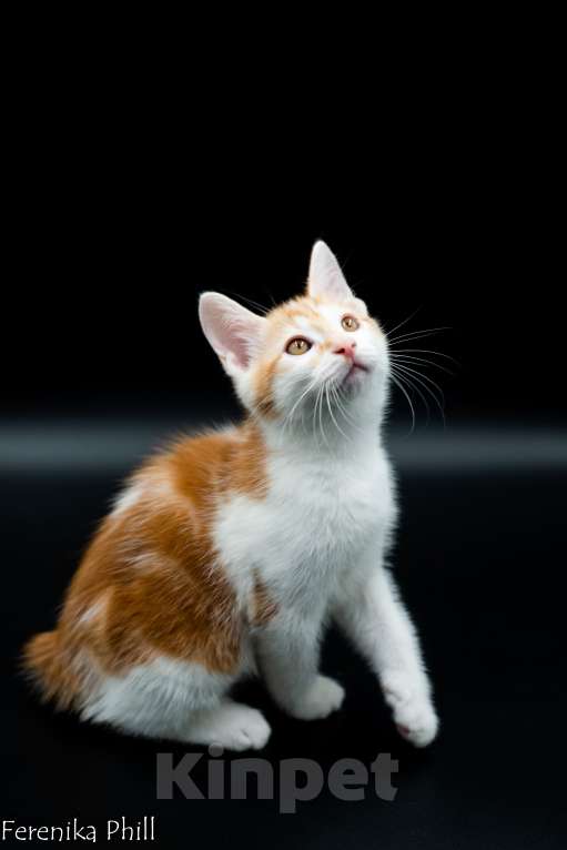 Кошки в Хабаровске: Котёнок Курильского Бобтейла Ференика Фил МИРАМ Мальчик, 40 000 руб. - фото 10