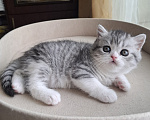 Кошки в Ярославле: Шотландская короткошёрстная девочка Девочка, 30 000 руб. - фото 8
