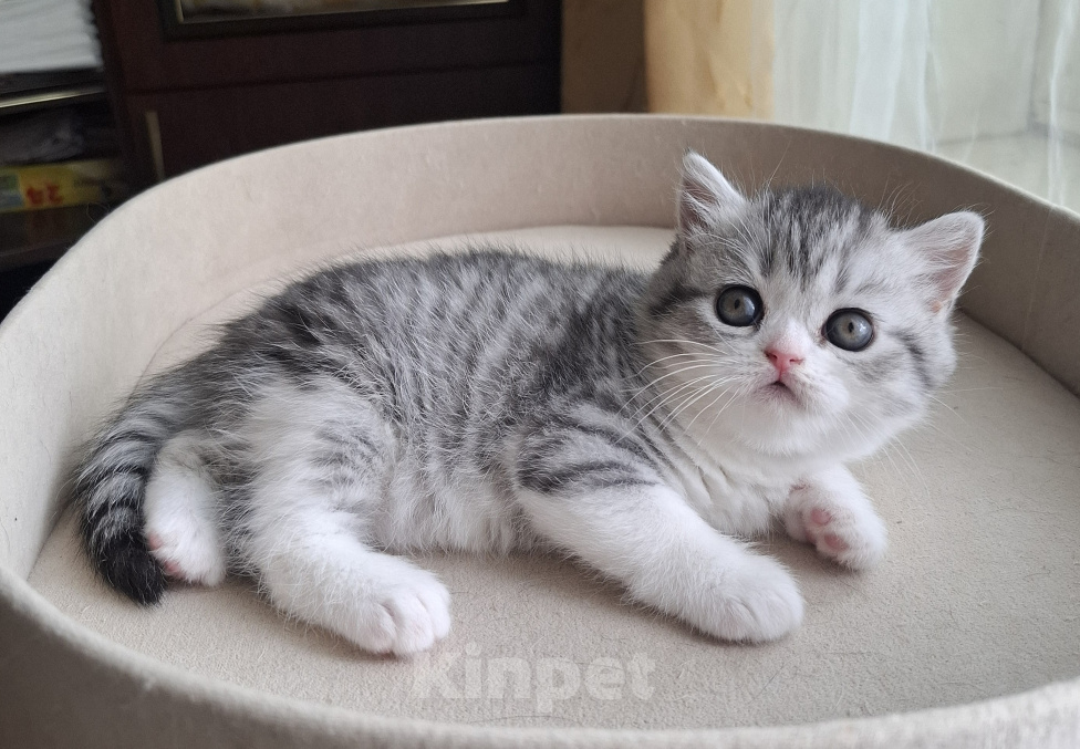 Кошки в Ярославле: Шотландская короткошёрстная девочка Девочка, 30 000 руб. - фото 8