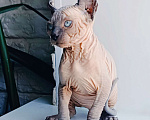 Кошки в Нефтекамске: канадский сфинкс эльф Мальчик, 45 000 руб. - фото 4