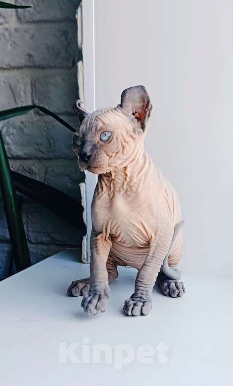 Кошки в Нефтекамске: канадский сфинкс эльф Мальчик, 45 000 руб. - фото 4