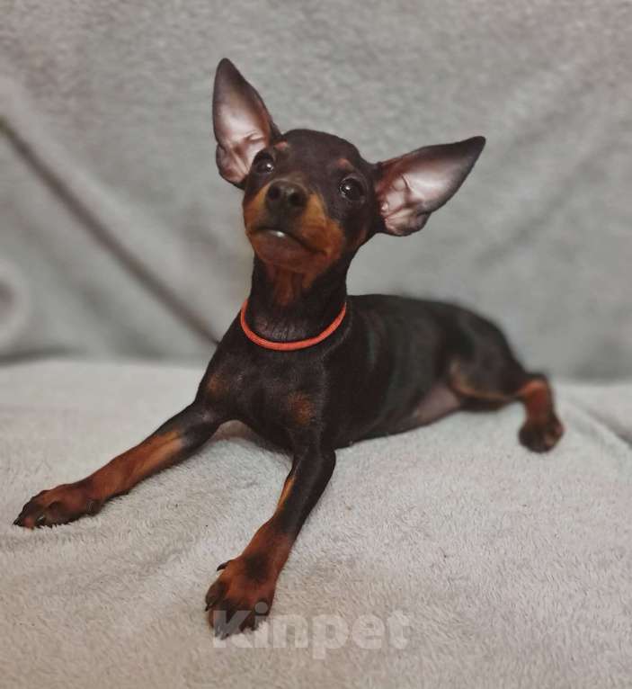 Собаки в Санкт-Петербурге: В питомнике АН Римон свободна девочка цвергпинчер Девочка, 45 000 руб. - фото 3