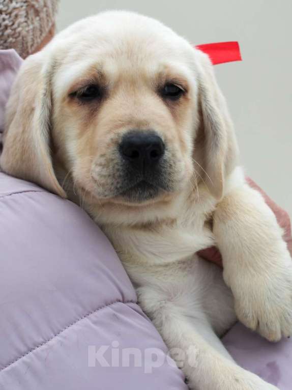 Собаки в других городах Липецкой области: Щенок лабрадора Холлабвууд'с Памела Девочка, 60 000 руб. - фото 3