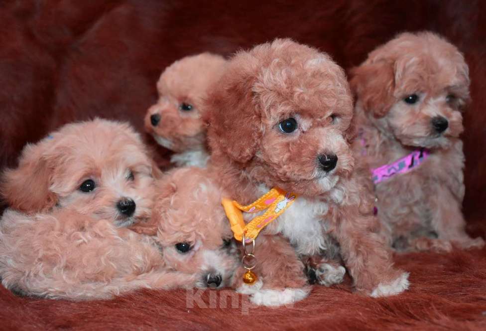 Собаки в Москве: Мальтмпу Ф1 с документами из питомника Мальчик, 80 000 руб. - фото 7