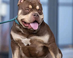 Собаки в Всеволожске: Кобель Американский булли шоколадный триколор Мальчик, 50 000 руб. - фото 1