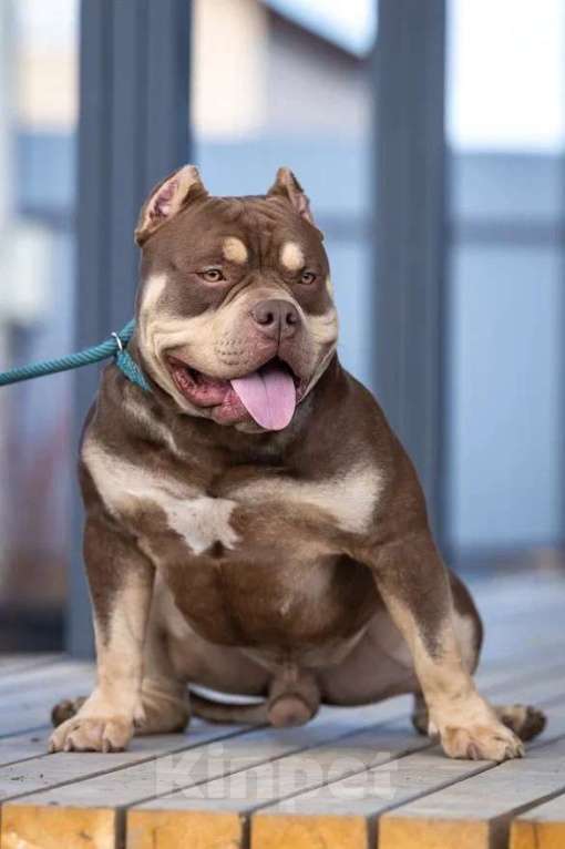 Собаки в Всеволожске: Кобель Американский булли шоколадный триколор Мальчик, 50 000 руб. - фото 1