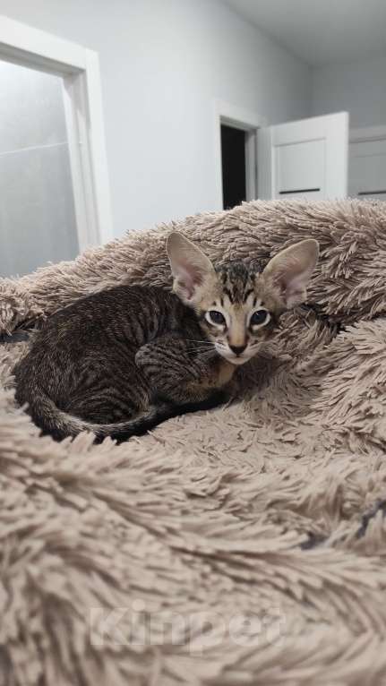 Кошки в Санкт-Петербурге: Мальчик ориентальный Мальчик, 40 000 руб. - фото 2