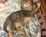 Кошки в Москве: Котеночек в добрые руки Девочка, Бесплатно - фото 1