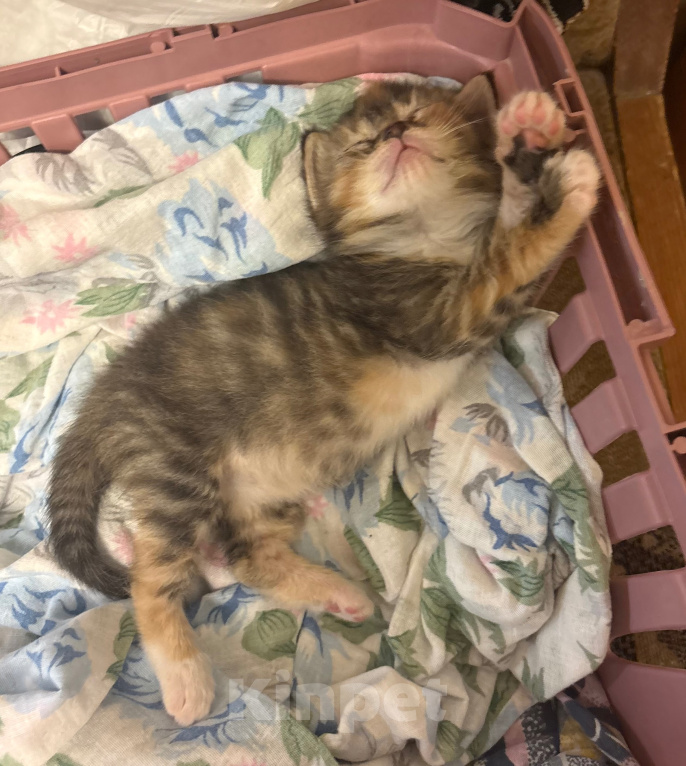 Кошки в Москве: Котеночек в добрые руки Девочка, Бесплатно - фото 1