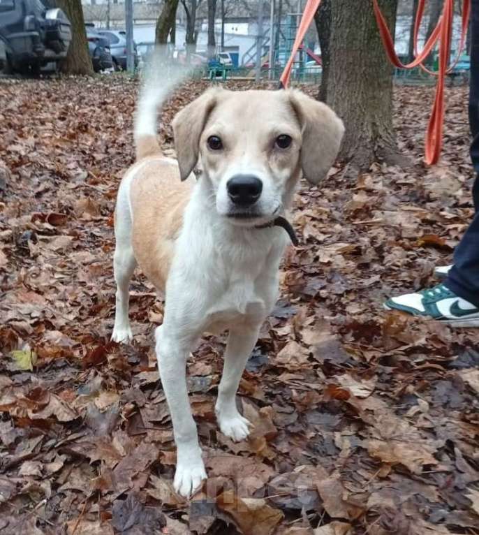 Собаки в Москве: Красивая собачка Синди Девочка, Бесплатно - фото 5