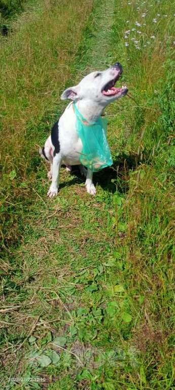 Собаки в Москве: Отдам питбуля в добрые руки Мальчик, Бесплатно - фото 4