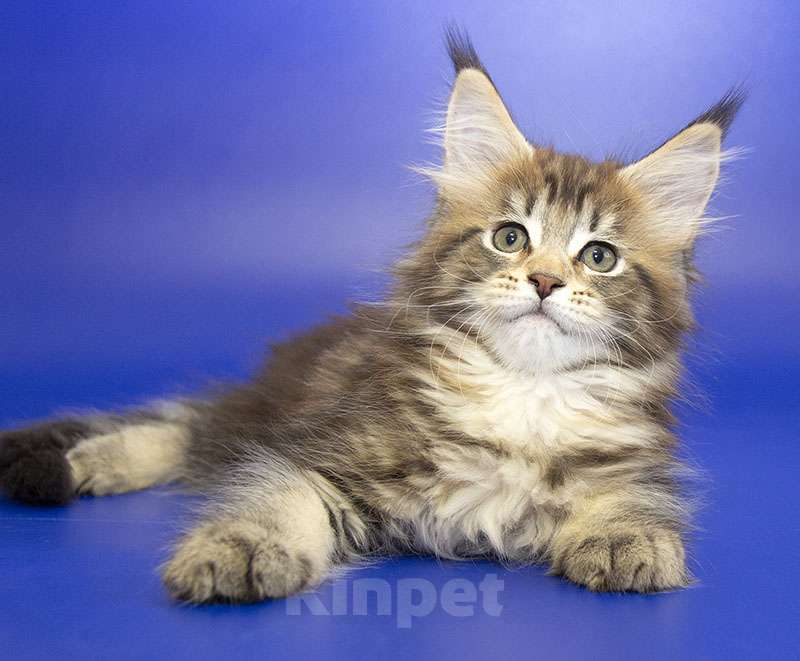 Кошки в Москве: Котенок Мейн Кун Девочка, 40 000 руб. - фото 1
