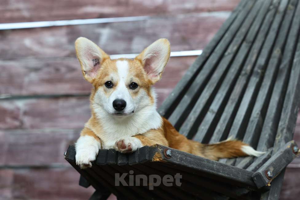 Собаки в Омске: Великолепный щенок Вельш корги пемброк  Мальчик, 70 000 руб. - фото 5
