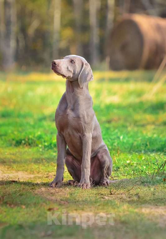 Собаки в Москве: Щенок победитель РКФ Мальчик, 130 000 руб. - фото 7