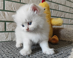 Кошки в Новосибирске: Кремовый невский маскарадный котик Мальчик, Бесплатно - фото 3