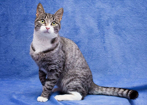 Самый ласковый котик на свете