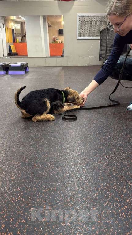 Собаки в Казани: Вельштерьер Мальчик, 30 000 руб. - фото 3