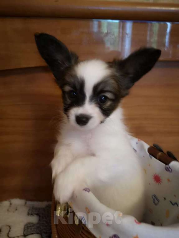 Собаки в Москве: Щенок папийона (папильона) Мальчик, 70 000 руб. - фото 3