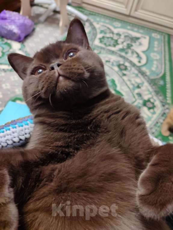 Кошки в Москве: Вязка с шоколадным красавцем Мальчик, 3 000 руб. - фото 2