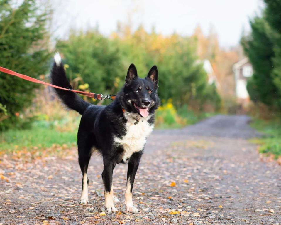 Собаки в Санкт-Петербурге: Роскошный молодой пёс Мальчик, Бесплатно - фото 8