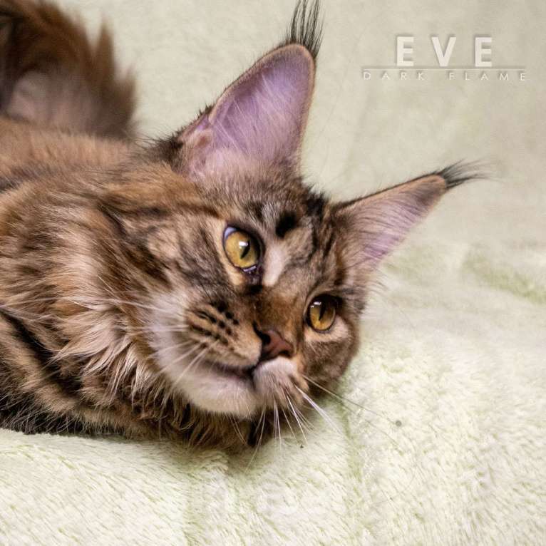 Кошки в других городах Воронежской области: Ева — мраморное чудо с шелковым характером Девочка, 50 000 руб. - фото 8