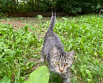 Кошки в Калуге: Кошка Девочка, Бесплатно - фото 3