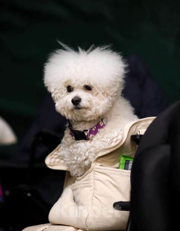 Собаки в Новосибирске: Бишон фризе вязка Мальчик, Бесплатно - фото 3