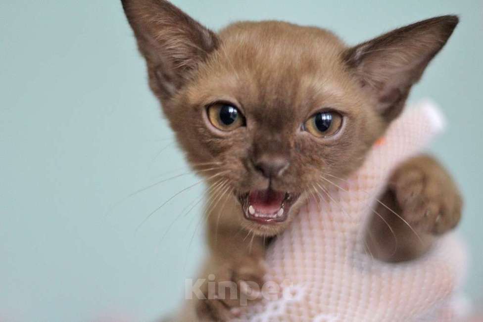 Кошки в Москве: Бурма - котята из питомника Разнополые, 90 000 руб. - фото 5