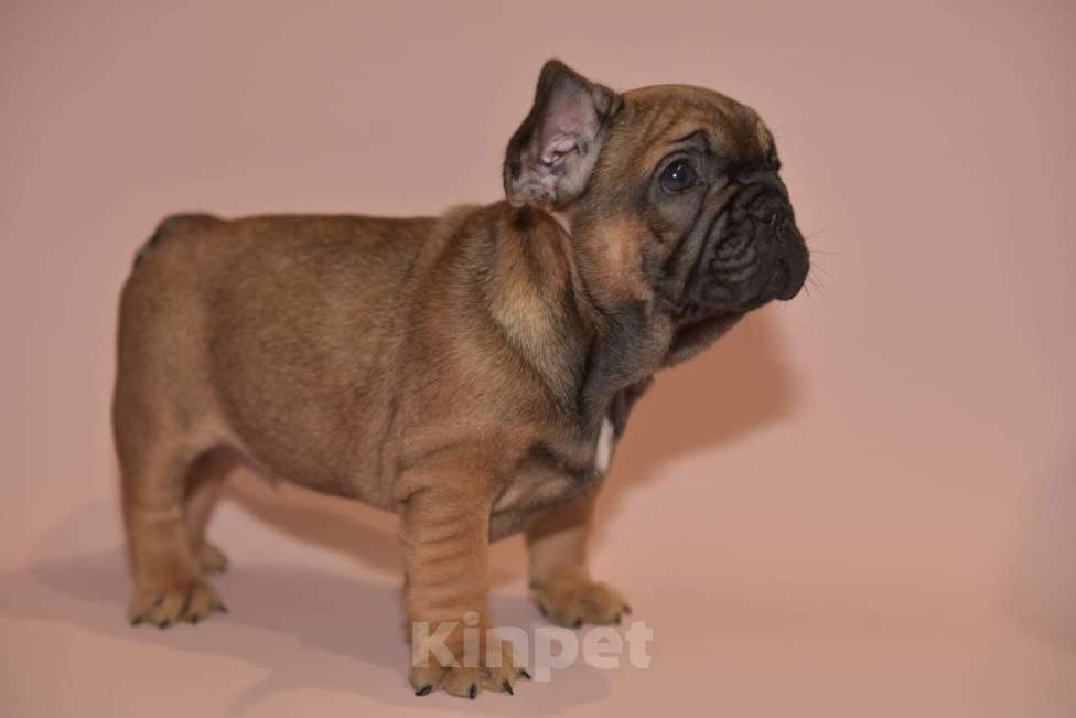 Собаки в Москве: Мальчик французского бульдога  Мальчик, 60 000 руб. - фото 7