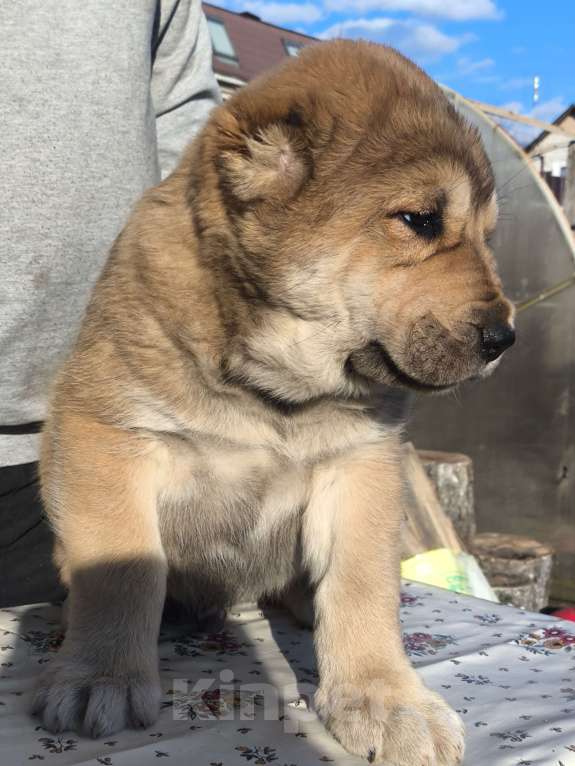 Собаки в Ногинске: Предлагаются к продаже щенки среднеазиатсой овчаркаи (алабай)я Разнополые, 50 000 руб. - фото 4