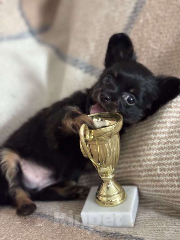 Собаки в Череповце: Продажа щенка породы русский той Мальчик, 35 000 руб. - фото 2