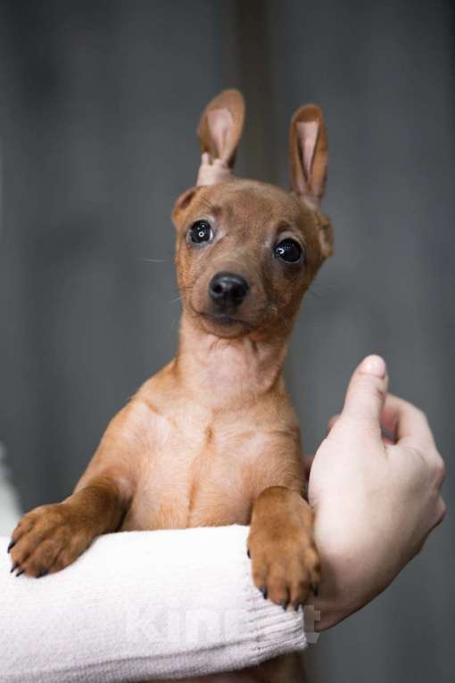 Собаки в Санкт-Петербурге: Щенок цвергпинчера  Девочка, 60 000 руб. - фото 1