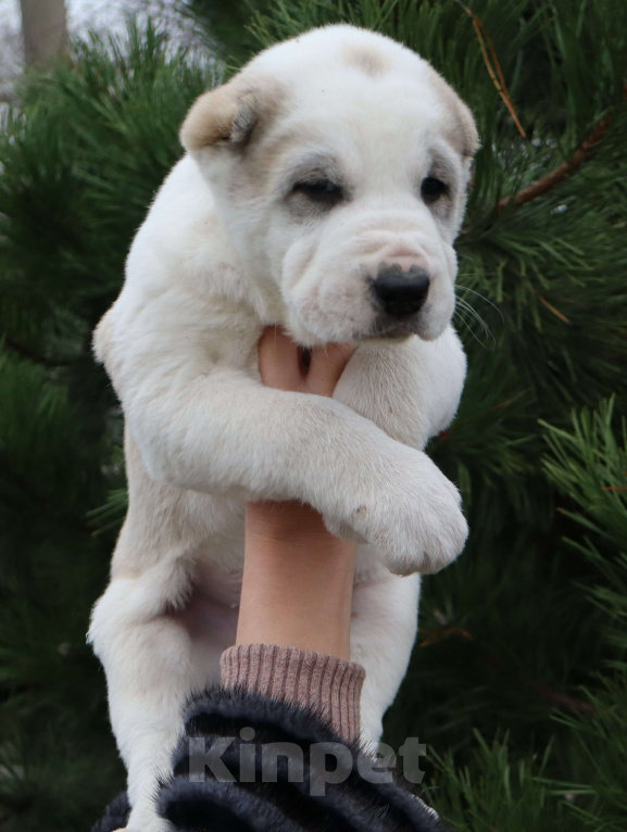 Собаки в Краснодаре: Щенок САО Мальчик, 70 000 руб. - фото 1