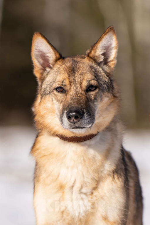 Собаки в Клине: Кейси — трогательная собачка Девочка, Бесплатно - фото 2