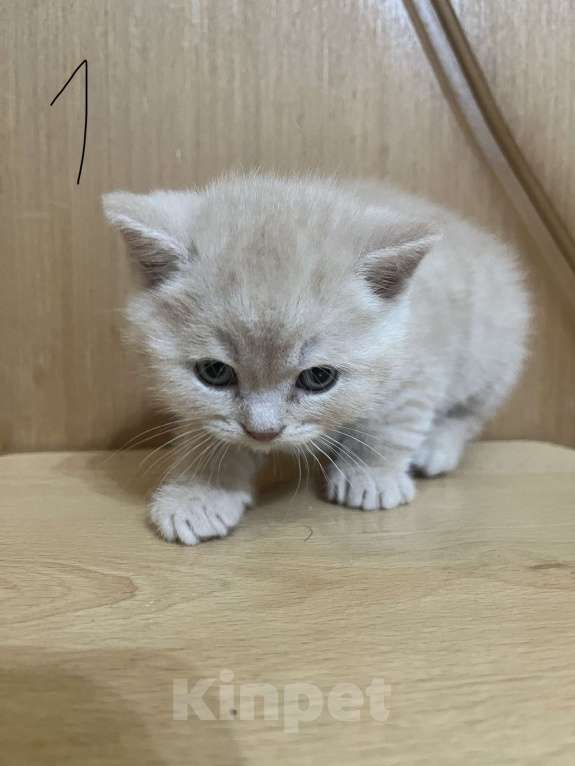 Кошки в Армавире: Рыжий мальчик, британский прямоухий Мальчик, 10 000 руб. - фото 1