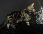 Кошки в Москве: Мейн-кун котенок Мальчик, Бесплатно - фото 4
