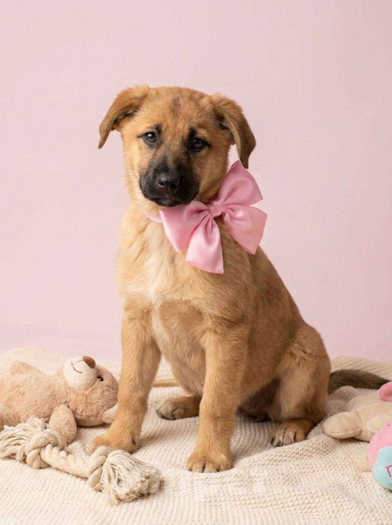 Собаки в Москве: Щенок Лика ищет дом Девочка, Бесплатно - фото 1