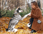 Собаки в Москве: Лучезарный Рей ищет дом. Мальчик, Бесплатно - фото 6