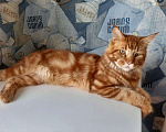 Кошки в Нолинске: Мейн кун, 10 000 руб. - фото 2