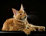 Кошки в Княгинино: Котята Мейн-куна, 30 000 руб. - фото 3