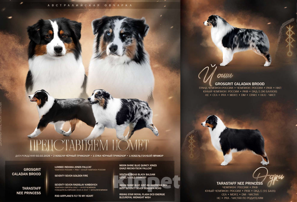 Собаки в других городах Московской области: Австралийская овчарка, щенок Мальчик, 80 000 руб. - фото 7