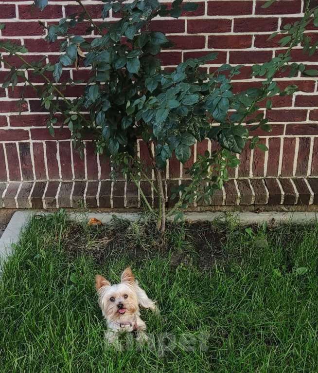 Собаки в Ростове-на-Дону: Йоркширский терьер  Девочка, 35 000 руб. - фото 9