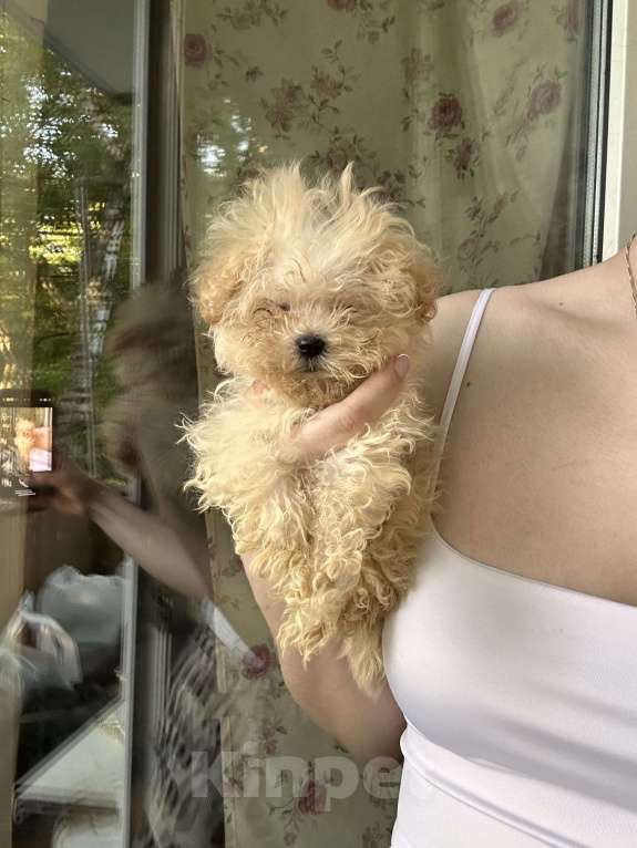 Собаки в Москве: Мальтипу девочка микро Девочка, 85 000 руб. - фото 2
