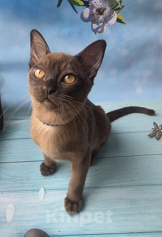 Кошки в других городах Ленинградской области: Бурманский котенок Мальчик, 40 000 руб. - фото 3