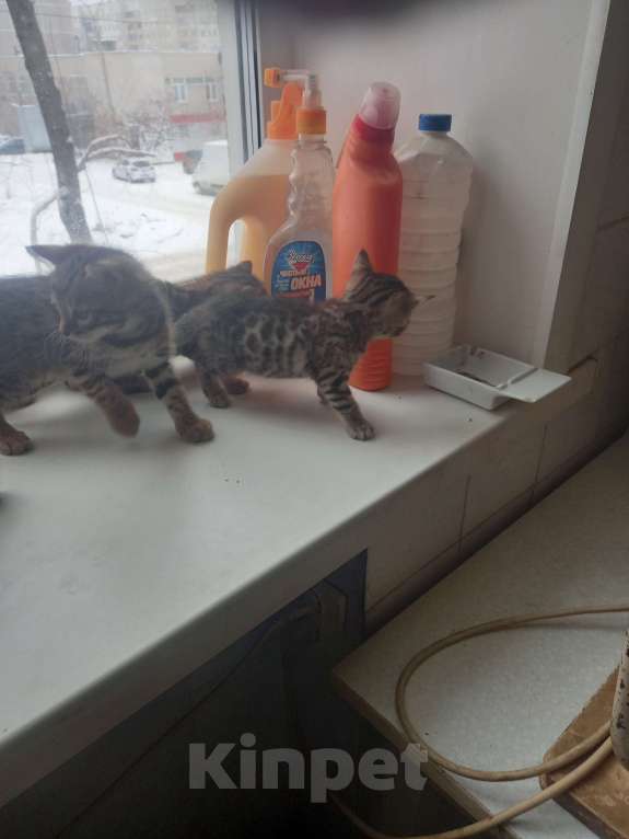 Кошки в Екатеринбурге: котята  Девочка, 8 000 руб. - фото 1