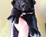Собаки в Люберцах: ЖК Томилино парк щенки в добрые руки  Мальчик, Бесплатно - фото 1
