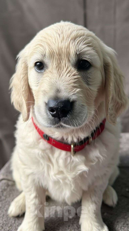 Собаки в других городах Камчатского края: Щенки золотистого ретривера  Девочка, Бесплатно - фото 2