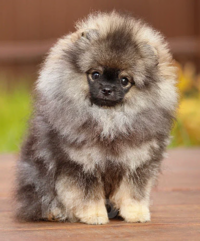 Собаки в Долгопрудном: Щенки померанского шпица  Мальчик, 95 000 руб. - фото 5