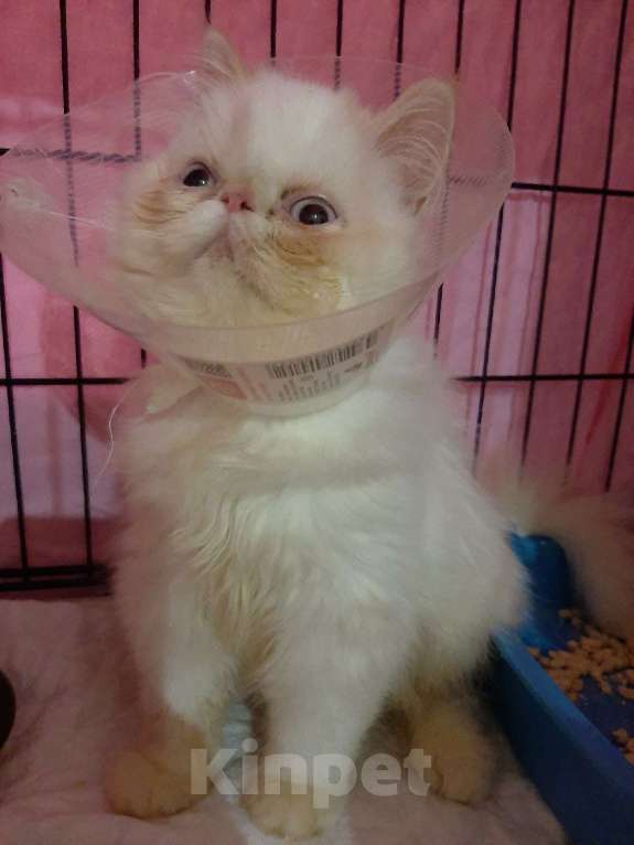 Кошки в Долгопрудном: Ян и Яна ищут один дом на двоих Мальчик, Бесплатно - фото 4