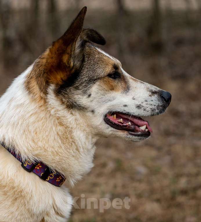 Собаки в Москве: Рокс . Девочка-любовь Девочка, 1 руб. - фото 3